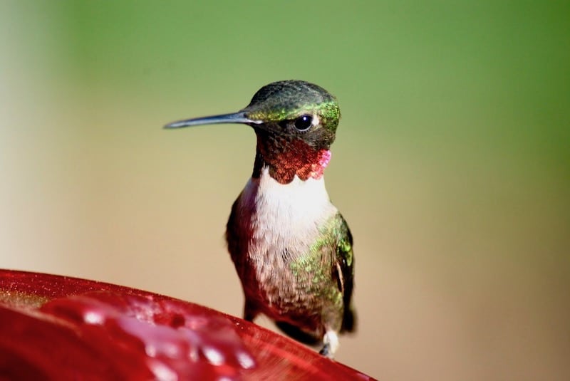 Wie lange leben Kolibris?