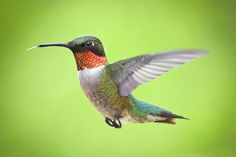 25 lloje të kolibrit në Amerikën e Veriut (me foto)