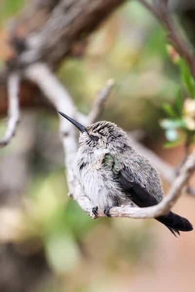 Spavanje kolibrija (Šta je Torpor?)
