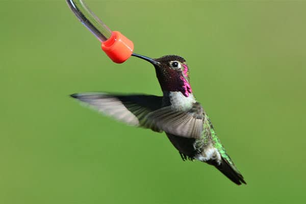 Hoe krijg je een kolibrie uit je huis?