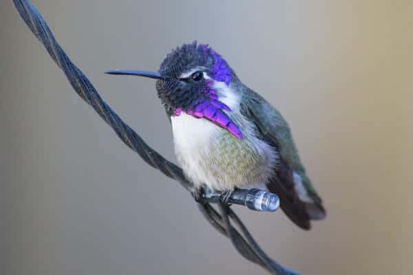 Kostin kolibri (slike mužjaka i ženki)
