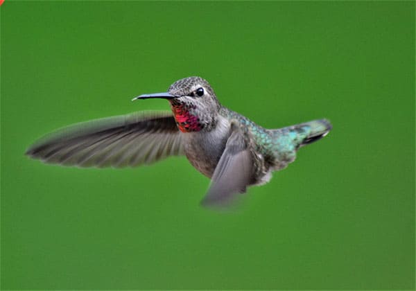 Waarom tsjirpen kolibries?