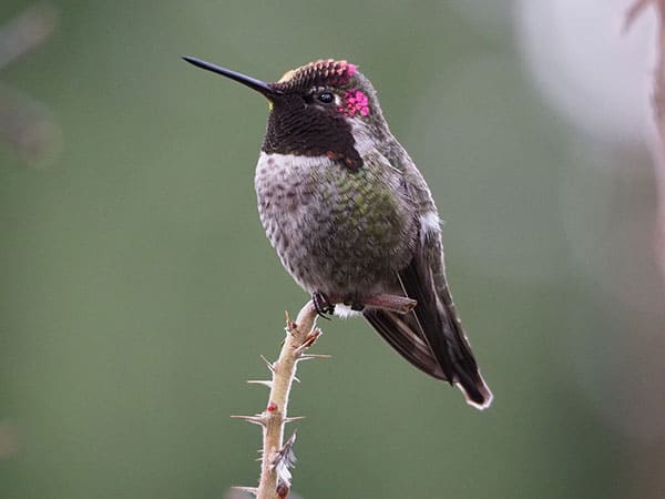 Upoznajte Anninog kolibrija (slike, činjenice, informacije)