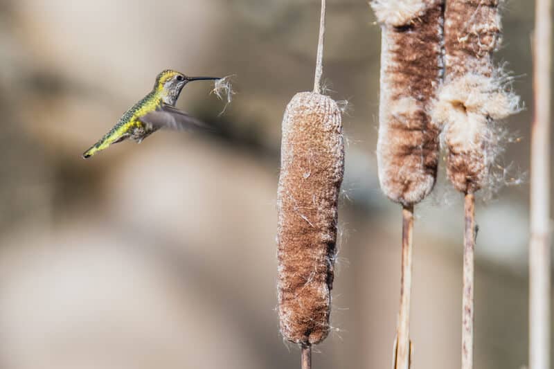 Sve o gnijezdima kolibrija (Činjenice o gnijezdu: 12 vrsta)