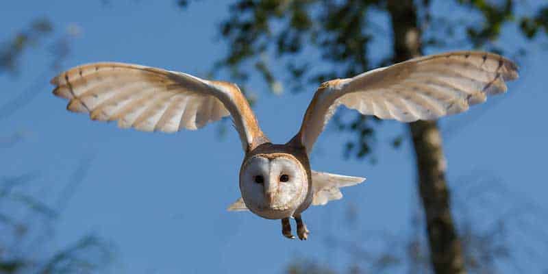 Owl sümboolika (tähendused &amp; tõlgendused)