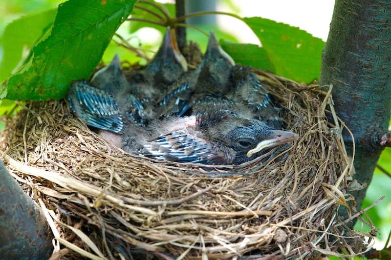 Wanneer verlaten babyvogels het nest? (9 voorbeelden)